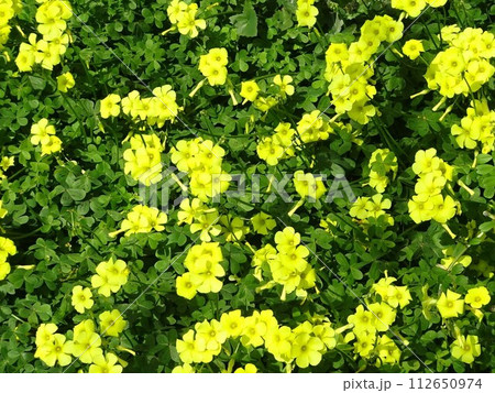 3月の花 112650974