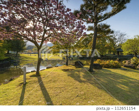 八重桜が咲く春の奈良公園春日野園地 112651154