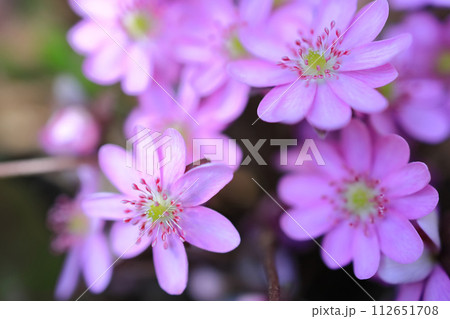 ミスミソウ(三角草) ミスミソウ(三角草) 112651708