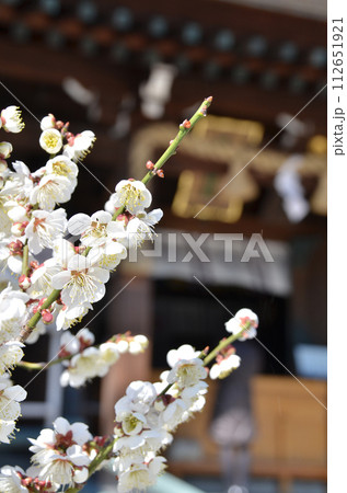 初春の参拝：梅が咲く神社の門前 112651921