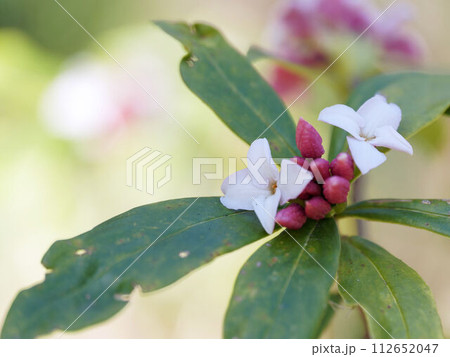 沈丁花の花 沈丁花の花 112652047