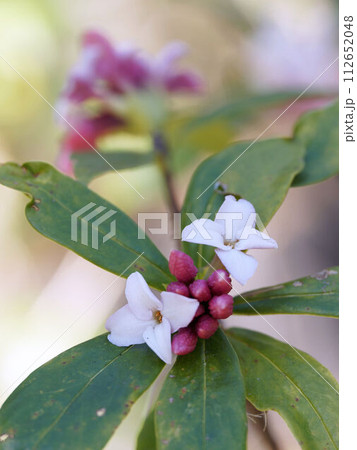 沈丁花の花 112652048