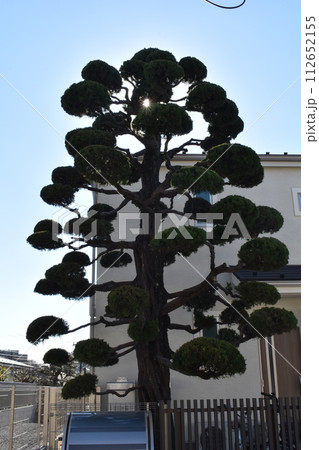面白い木、東京杉並区、樹 112652155