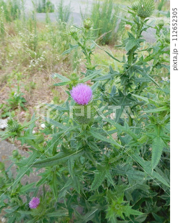 アザミの花 112652305