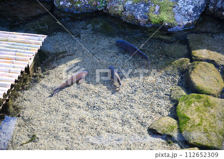 針江 生水の郷 112652309
