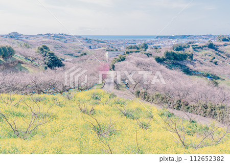 白い梅の花 みなべ町南部梅林 早春 白い梅の花 みなべ町南部梅林 早春 112652382