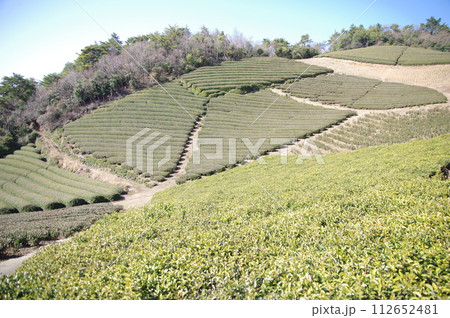 山の茶畑 112652481