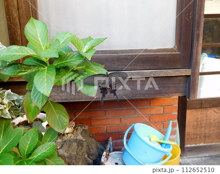 オナガアゲハ 112652510