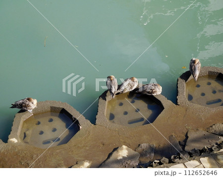 オナガガモ　帷子川　雌 112652646