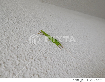 クビキリギス 112652793