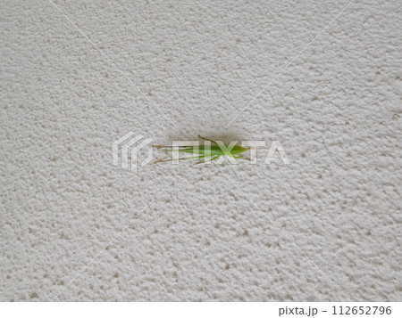 クビキリギス 112652796