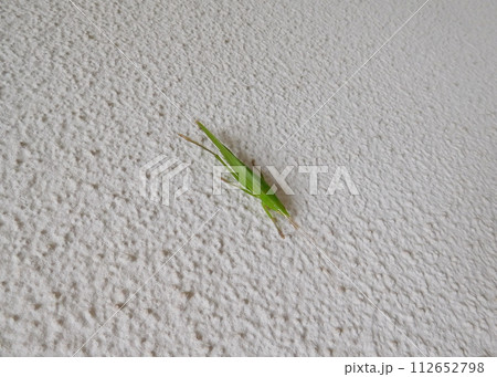 クビキリギス 112652798