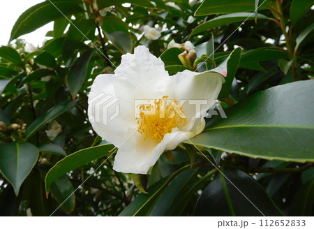 タイワンツバキ 112652833