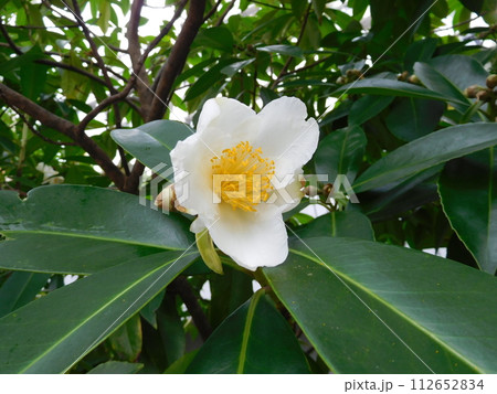 タイワンツバキ 112652834