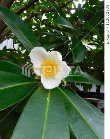 タイワンツバキ 112652835