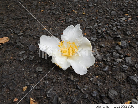 タイワンツバキ 112652836