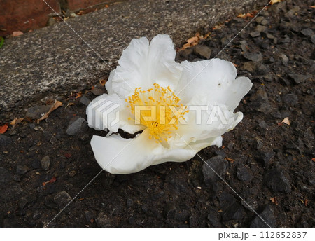 タイワンツバキ 112652837