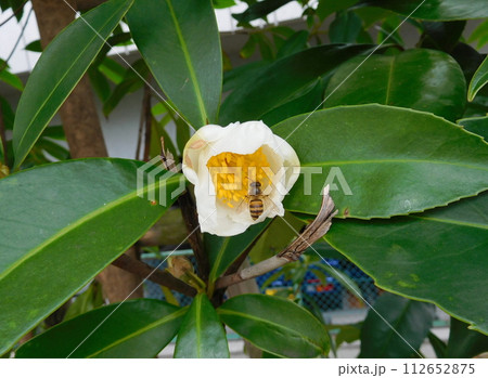 タイワンツバキとニホンミツバチ 112652875