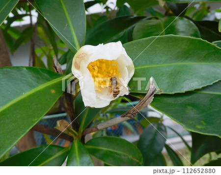 タイワンツバキとニホンミツバチ 112652880