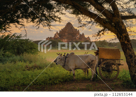 Bullock cart in Bagan, Myanmar. Bullock cart in Bagan, Myanmar. 112653144