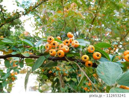 ピラカンサ　オレンジ 112653241