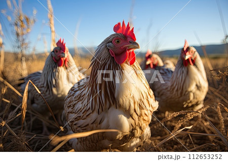 group of chickens in close-up on a walk, Generative AI. 112653252