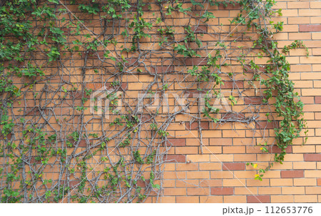 Red brick wall pattern surface texture with Ivy plant with leaves, green creeper bush and vines. Material for design decoration background. Red brick wall pattern surface texture with Ivy plant with leaves, green creeper bush and vines. Material for design decoration background. 112653776