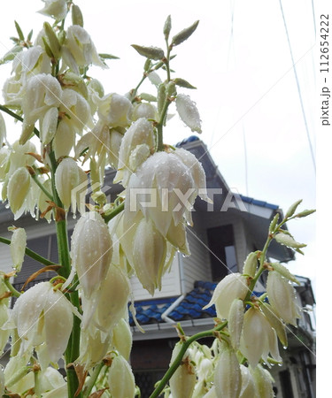ユッカ キミガヨランの花 ユッカ キミガヨランの花 112654222