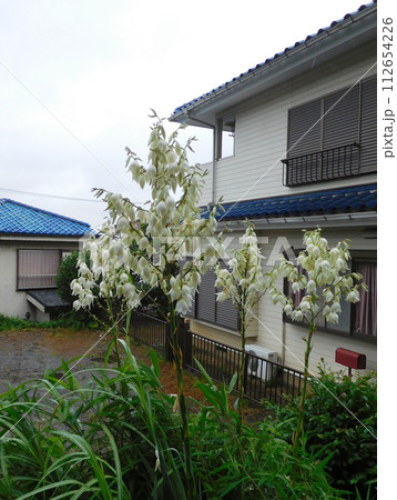 ユッカ　キミガヨランの花 112654226