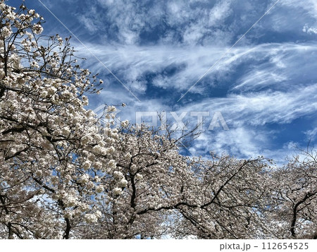 満開のさくらの木々と空 112654525