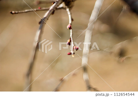 令和の桜 112654544