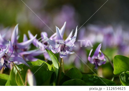 春の陽光を浴びる紫色のカタクリの花 112654625