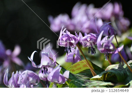 春の陽光を浴びる紫色のカタクリの花 春の陽光を浴びる紫色のカタクリの花 112654649