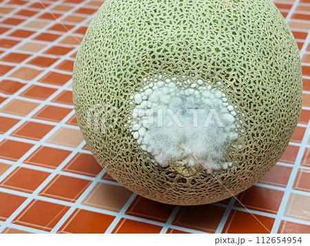 Melon fruit has mold, fungus. 112654954