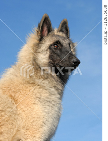 tervueren in nature 112655039