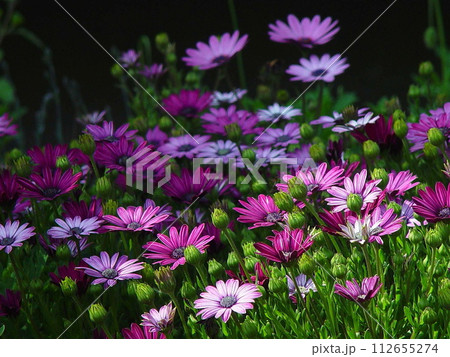 ピンクのデージーの花が咲いています　花(5月)アフリカンデージー01H4.3 112655274