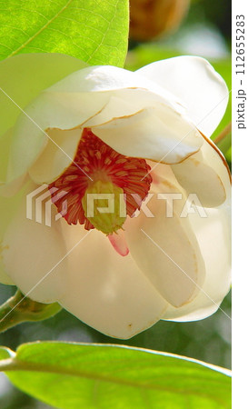 優雅なオオヤマレンゲのある風景　花(5月)オオヤマレンゲ(大山蓮華)02V9.16 112655283