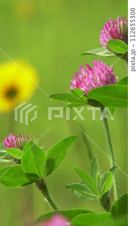 春の花、野原のある風景　花(5月)ムラサキツメクサ(紫詰草)01V9.16 112655300