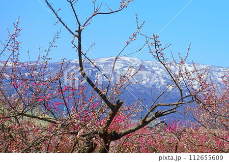 満開の梅　梅林　最上川　長井市 112655609