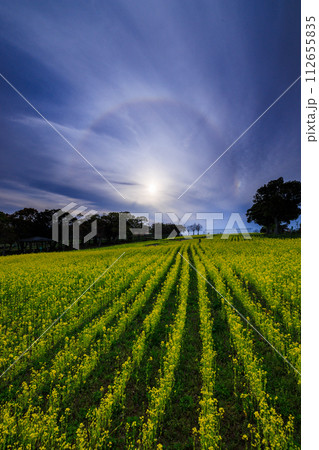 菜の花畑と太陽のハロと青空と雲 112655835