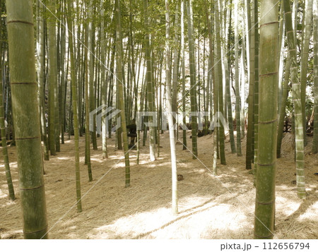 報国寺　竹の庭 112656794