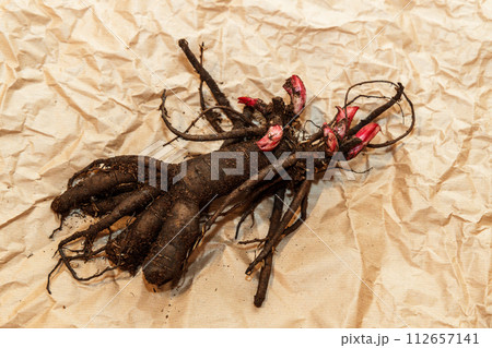 Planting peony bartzella roots into the ground 112657141