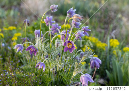 Pulsatilla vulgaris Lumbago flowering in the garden. Dream-grass flowers blooming in the spring. Pulsatilla vulgaris Lumbago flowering in the garden. Dream-grass flowers blooming in the spring. 112657242