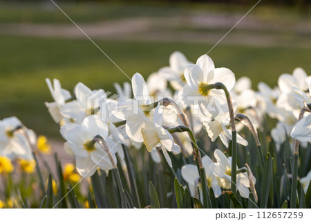 Beautiful narcissus flowers bloom in the spring garden. 112657259