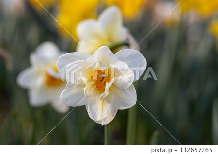 Beautiful narcissus flowers bloom in the spring garden. Beautiful narcissus flowers bloom in the spring garden. 112657265