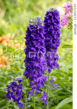 Double dark blue delphinium flower as a beautiful natural background 112657283