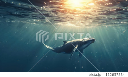 A whale swimming from the deep sea to the surface, under the underwater light rays of the sun. A whale swimming from the deep sea to the surface, under the underwater light rays of the sun. 112657284