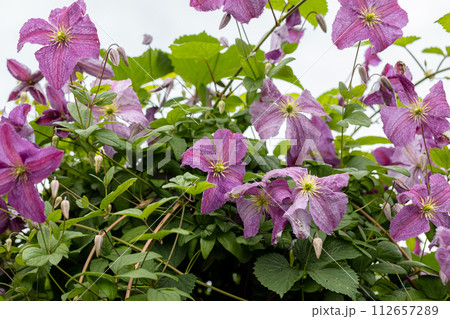 Clematis Mazurek flower plant blooming in the garden Clematis Mazurek flower plant blooming in the garden 112657289