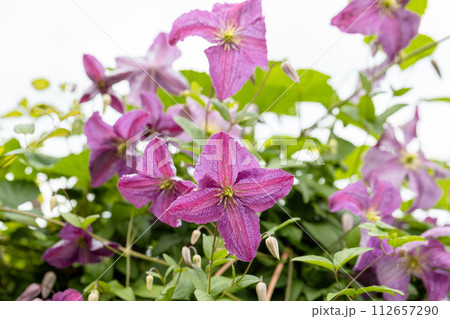 Clematis Mazurek flower plant blooming in the garden 112657290