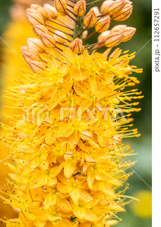 Eremurus Cleopatra Foxtail Lily in flowers garden 112657291